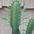 Cactus 2 thumbnail