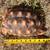 4 year old sulcata tortoise 4 thumbnail