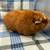 Male Guinea Pig 3 thumbnail