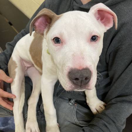 Found Dog on Climax St 1