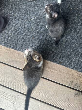 8, 8 week old kitties (Tumwater)63885717336449121