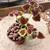Coleus easy maintenance houseplant 1 thumbnail