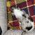 AKC chocolate dapple  piebald female 4 thumbnail