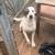 3 dogs looking for a fur ever home 2 thumbnail