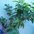 LARGE GUAVA TREES /Plant Sale 1 thumbnail
