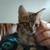 Free kittens and mom 1 thumbnail