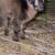 Baby Mini Nigerian Pygmy Goats 12 thumbnail