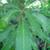 Yellow Oleander, Mango Trees, Cranberry Hibiscus, Papaya Trees 3 thumbnail