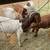 1 Boer Buck, 3 Boer females, and 1 Kiko Boer cross 1 thumbnail