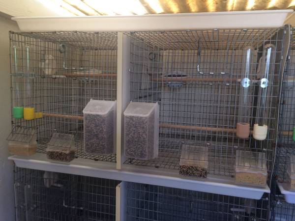 Cages for Canaries (Marina)64009563758467124