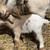 Myotonic Fainting Goats 1 thumbnail