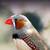 Beautiful finches for sale 6 thumbnail
