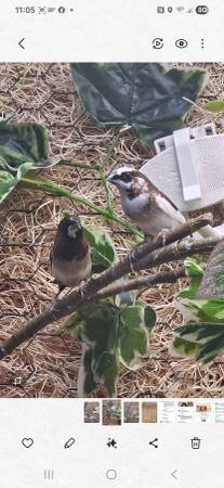 Young society finch. Rehoming. (Summerfield)63687863787521120