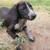 Beagle and blue healer mix puppies 4 thumbnail