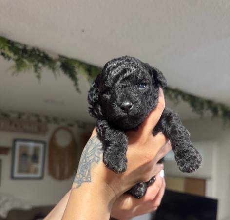 Purebred mini poodle (campbell)64018041346562122