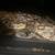 DUMERILS BOA w/ENCLOSURE 1 thumbnail