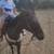 8 yo tb mare 10 thumbnail