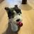Husky Puppy - American Girl 2 thumbnail