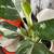 MONSTERA ALBO - minis 5 thumbnail
