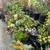 SUCCULENTS 4 thumbnail