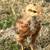 Free Baby Chicken 1 thumbnail