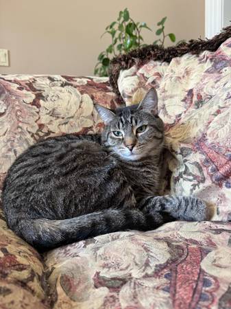 We are looking for our lost cat1 month ago. (Portland)64220358330113122