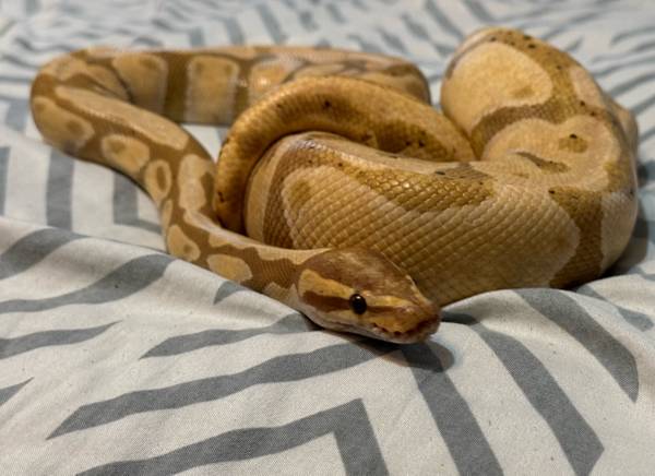 Ball Python With Nice Terrarium 1