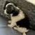 Rehoming shihtzu puppy 6 thumbnail