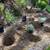 Planting Trees and shrubs $35/hour 7 thumbnail