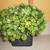 8.5" Faux Boxwood Topiary In Ceramic Pot "Live" 4 thumbnail