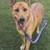 Dogs in need of a home asap 6 thumbnail