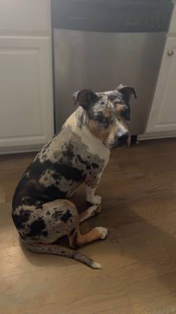 Needs forever home 1