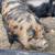 KuneKune and American Guinea Hogs, prices vary-$200 15 thumbnail