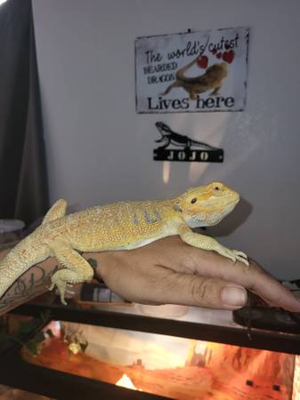 Beardie 1