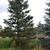 Fall is the BEST TIME to transplant trees! Perfect Blue Spruce Trees. 2 thumbnail