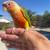 Birds  Parrots 8 thumbnail