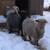 Angora Goats 5 thumbnail