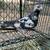 High Flying Tippler Pigeons - $15 (Kingsville) 23 thumbnail