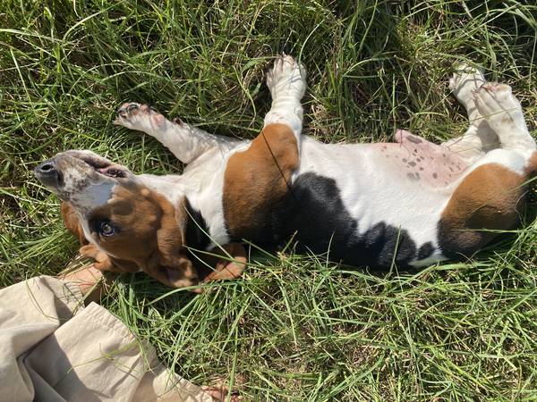 11 week pure bread basset hound (Cameron)63839344845825122