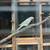Ringneck bird 2 thumbnail
