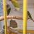 Lovebirds y Greencheek Parrots 17 thumbnail