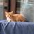 Kitten needing home! 1 thumbnail