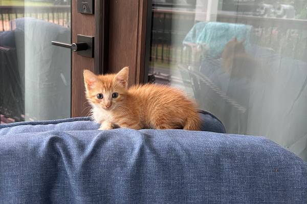 Kitten needing home! 1