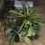 Artificial Plant Centerpiece 1 thumbnail
