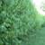 Need WINDBREAK or PRIVACY Trees? Say Goodbye to Neighbors! 6 PLUS foot 4 thumbnail