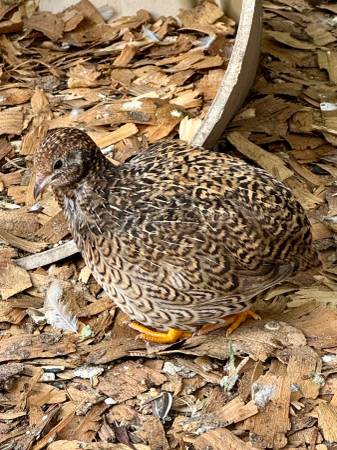 Button Quail Hatching Eggs (Port St Lucie)63667845829123124