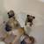 Boxer puppies 4 thumbnail