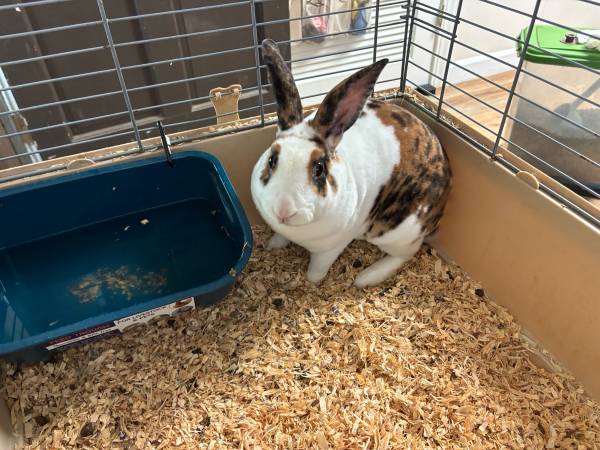 Mini Conejo Rex (Roanoke Rapids)63948404392066120
