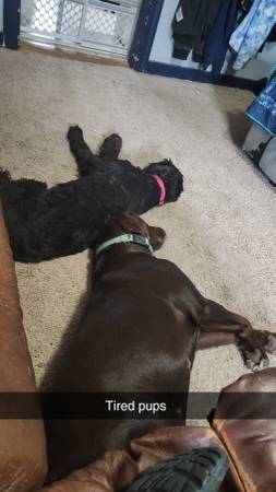 Hembra Chocolate Lab de 4 años (Filer)63844233821825123