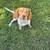 6 month beagle girl 2 thumbnail